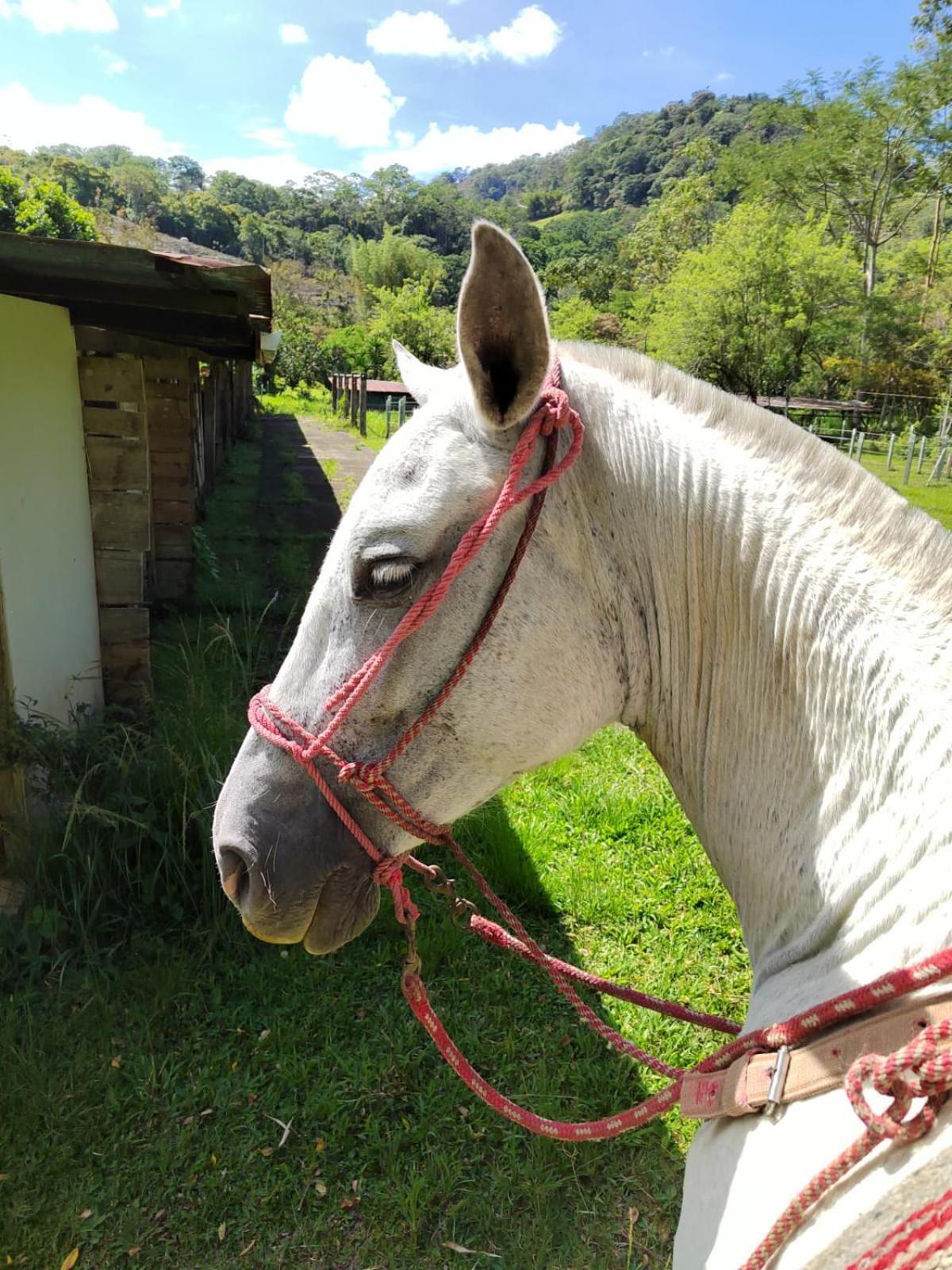 Hacienda Monteclaro Hotel Turrialba Kültér fotó